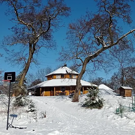 Zloty Klon * Kijanka