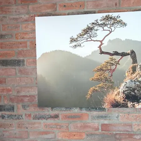 Zloty Klon 农家乐 *