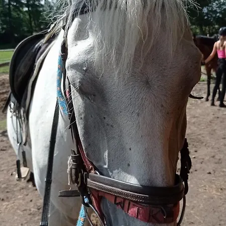 Zloty Klon * Kijanka