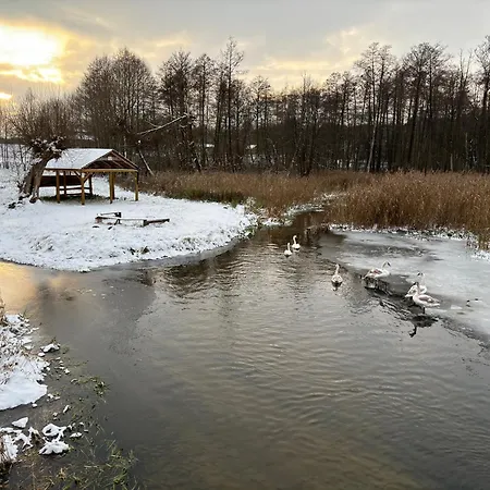 Zloty Klon Kijanka